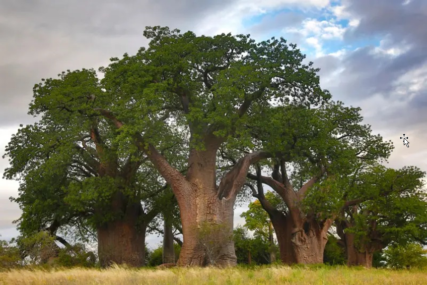 Arbol de la Vida 02